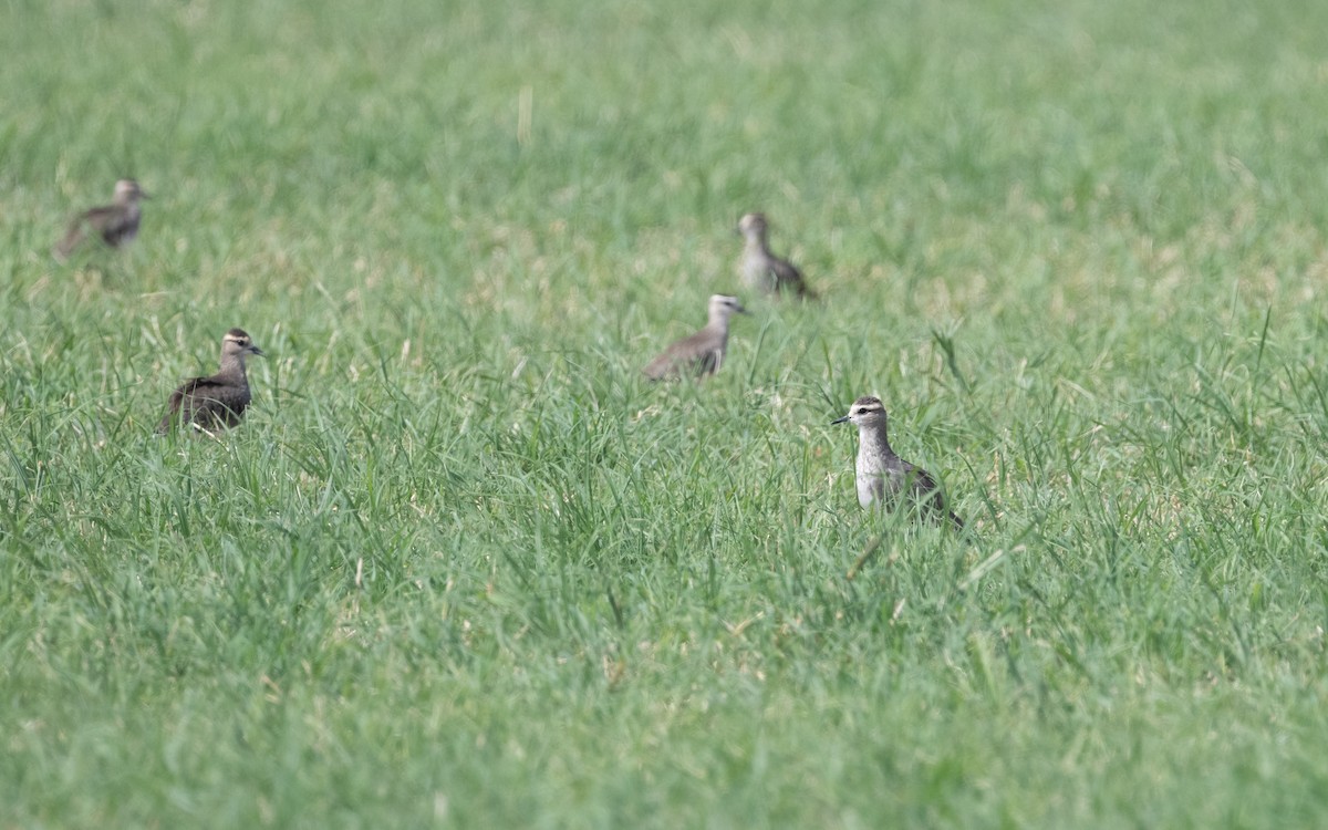 Sociable Lapwing - ML611819366