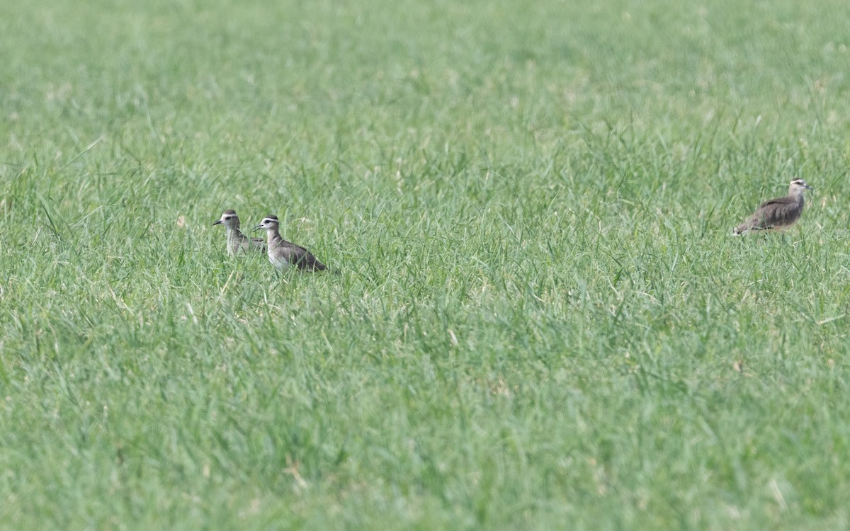 Sociable Lapwing - ML611819373