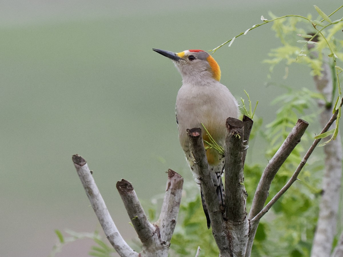 Carpintero Frentidorado (aurifrons) - ML611819376