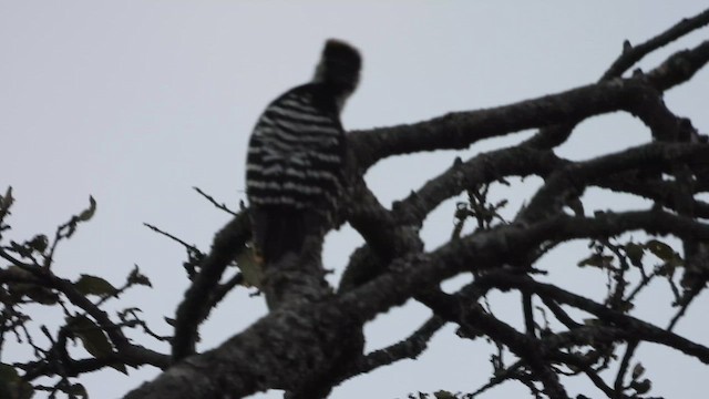 Brown-fronted Woodpecker - ML611819383