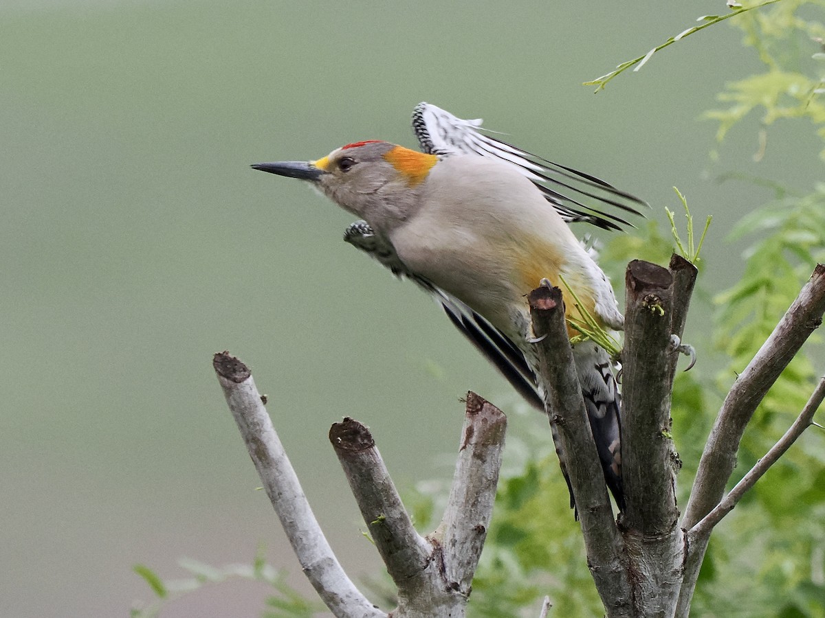 Carpintero Frentidorado (aurifrons) - ML611819389