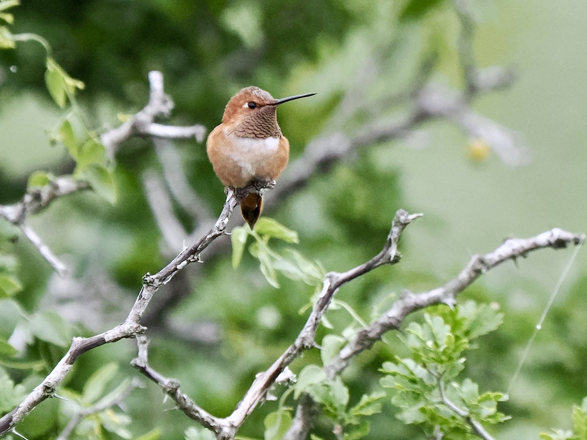 Rufous Hummingbird - Gabriel Willow
