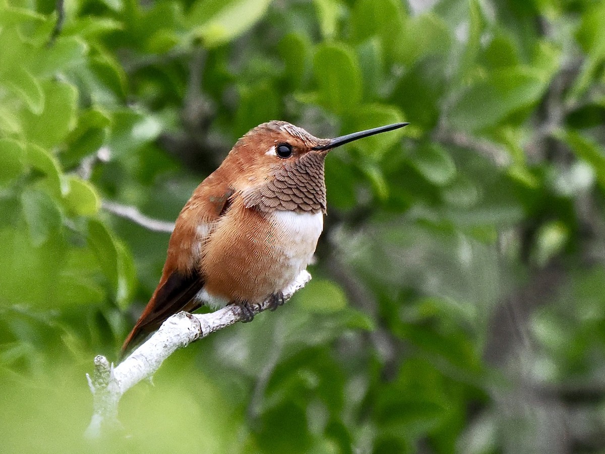 Rufous Hummingbird - Gabriel Willow