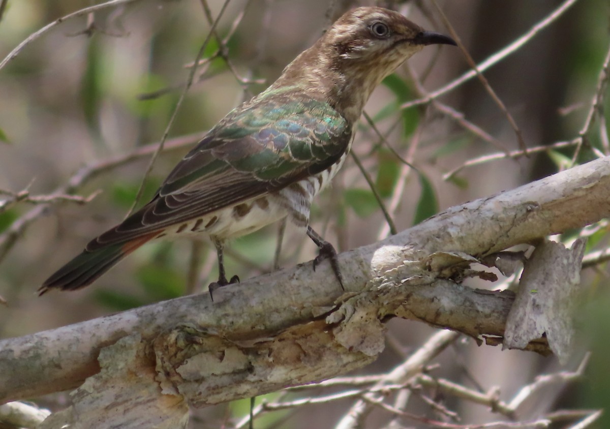 Horsfield's Bronze-Cuckoo - ML611819445