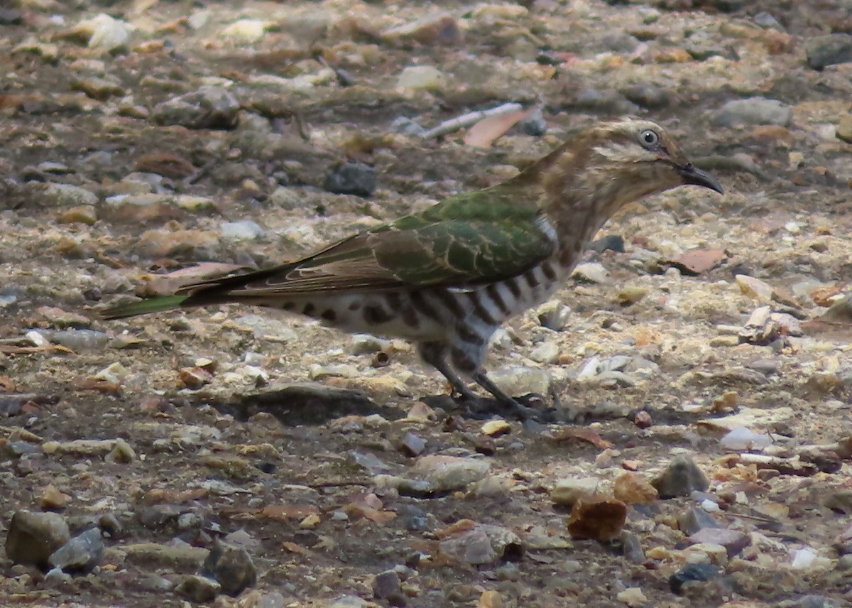 Horsfield's Bronze-Cuckoo - ML611819448