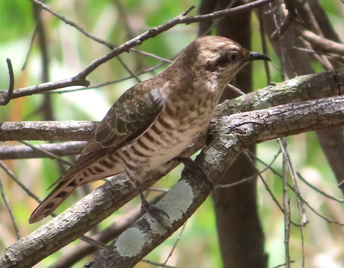 Horsfield's Bronze-Cuckoo - ML611819452