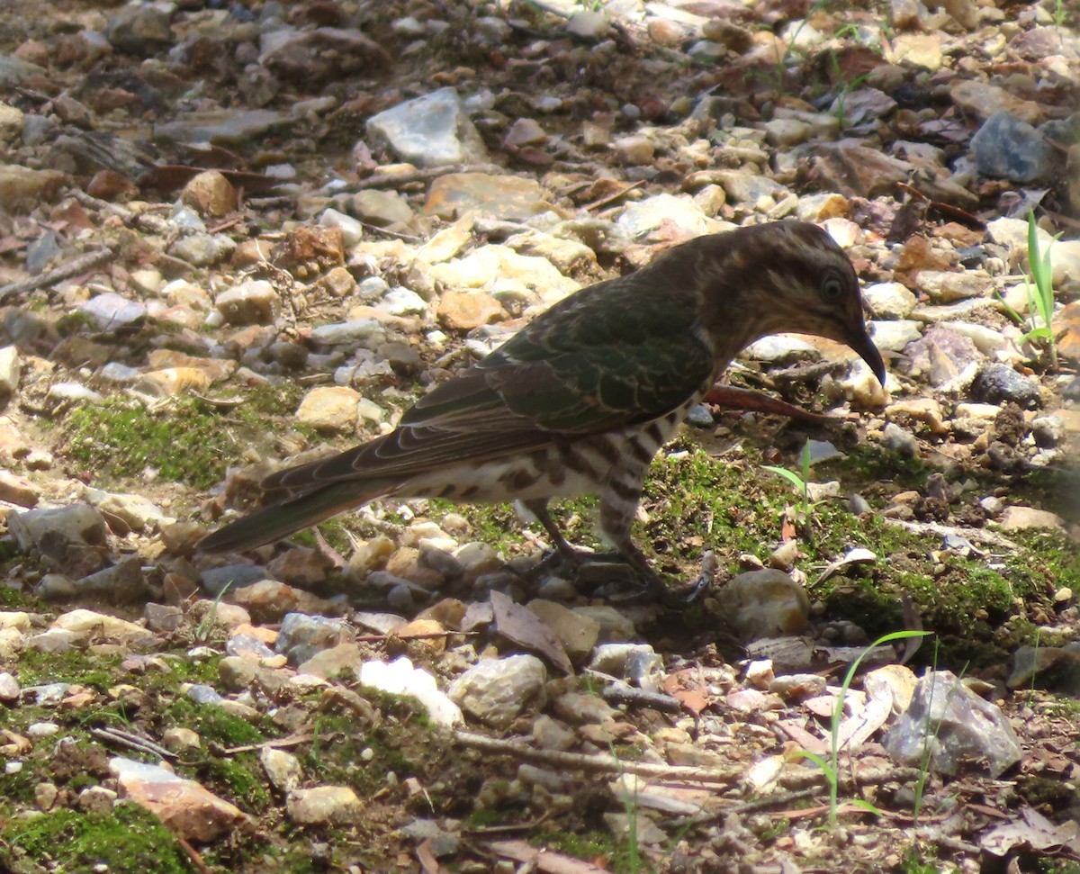 Horsfield's Bronze-Cuckoo - ML611819454