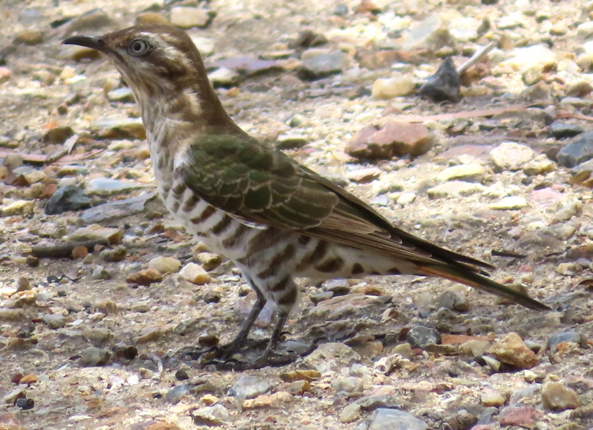 Horsfield's Bronze-Cuckoo - ML611819462