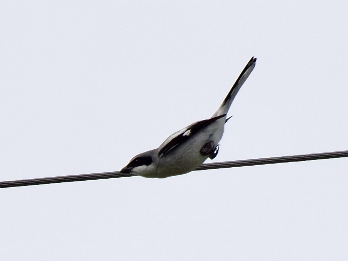 Loggerhead Shrike - Gabriel Willow