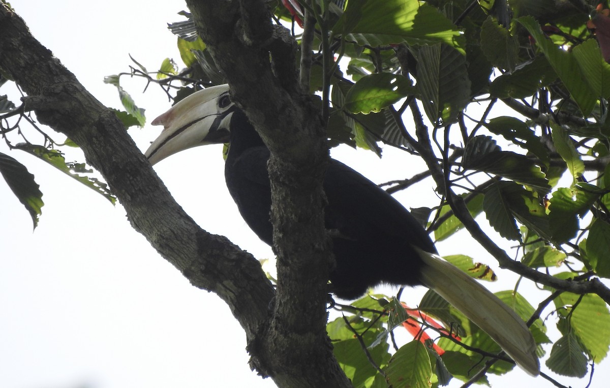 Palawan Hornbill - Noam Markus