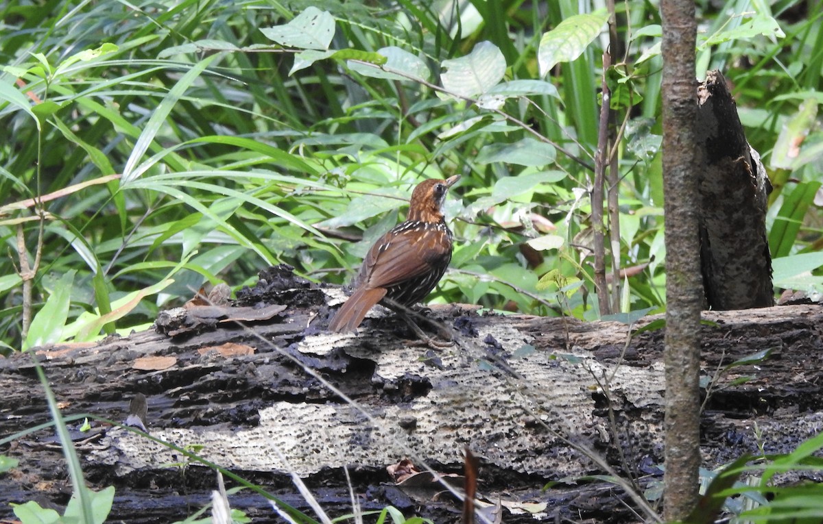 Falcated Wren-Babbler - ML611819525