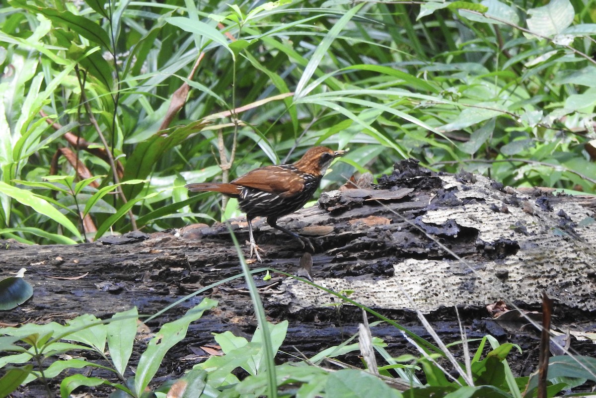 Falcated Wren-Babbler - Noam Markus