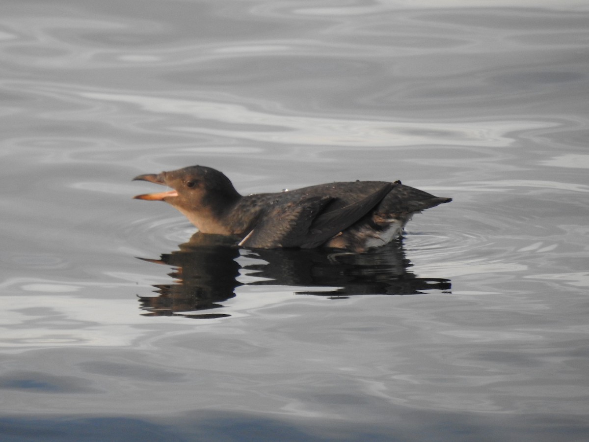 Rhinoceros Auklet - ML611819579