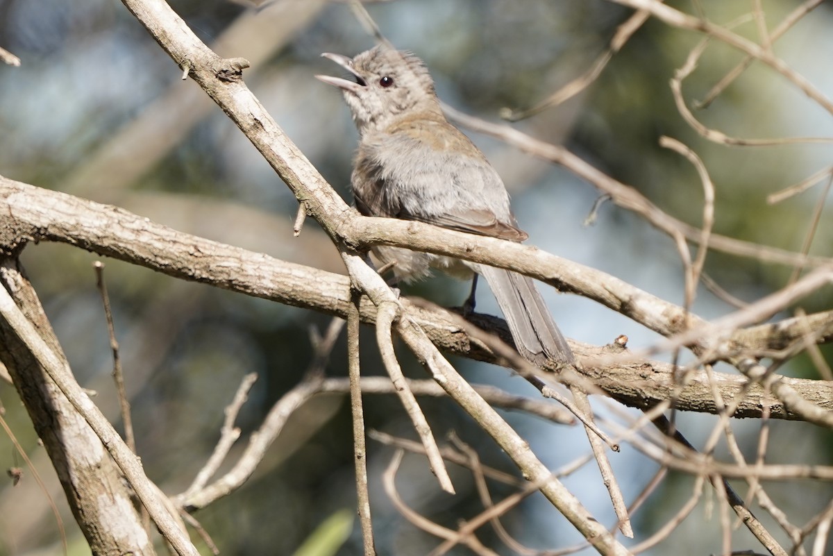 Brush Cuckoo (Australasian) - ML611819589