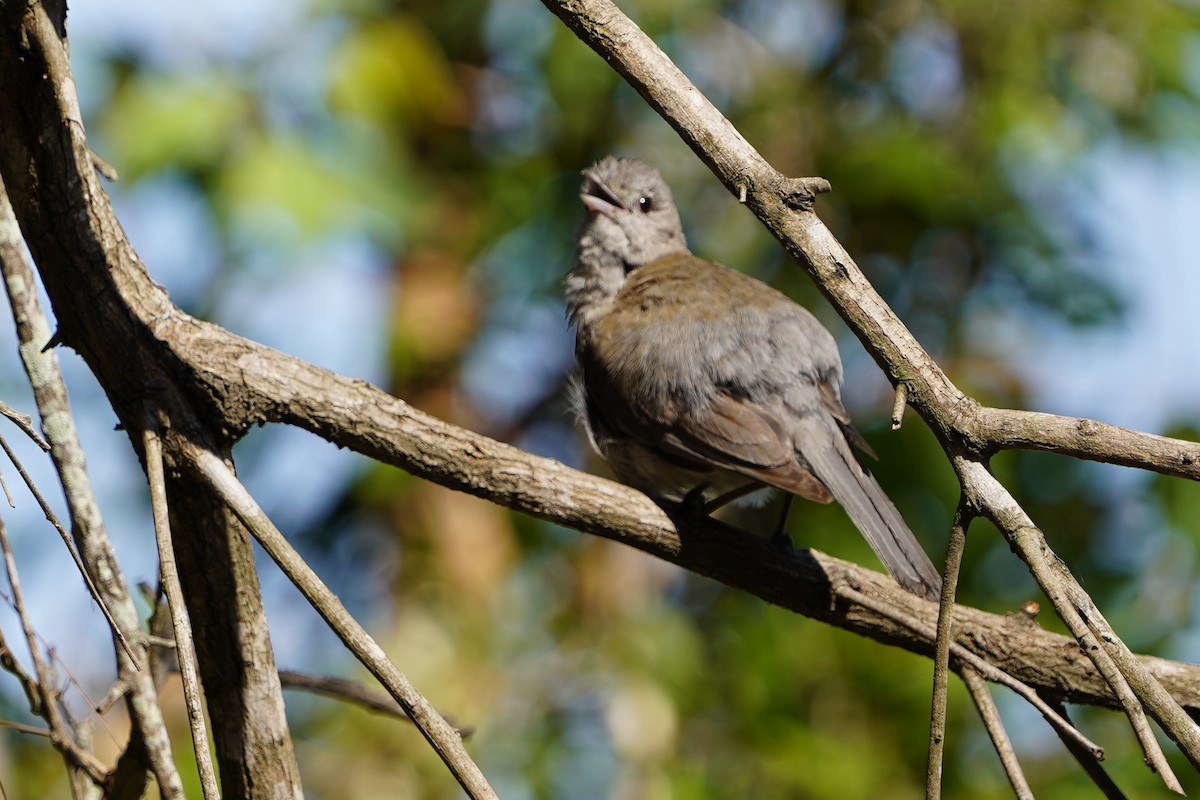 Brush Cuckoo (Australasian) - ML611819590