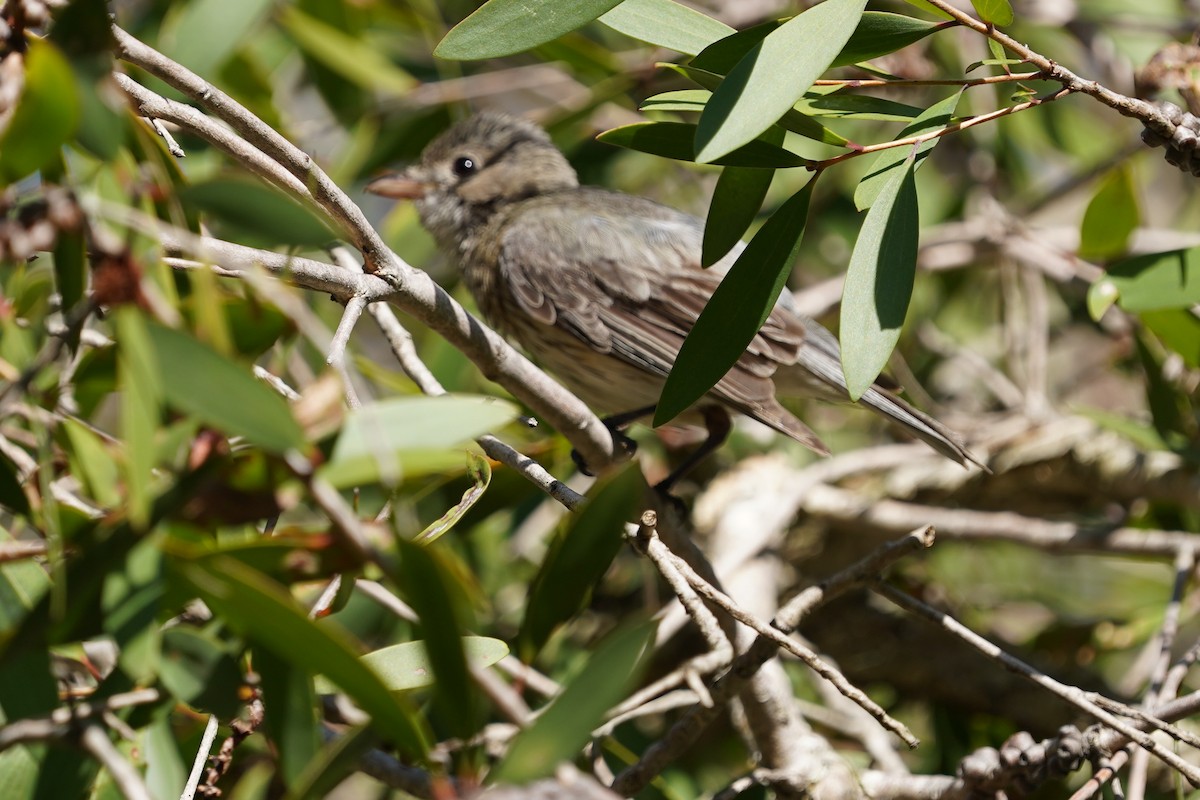 Brush Cuckoo (Australasian) - Richard Maarschall