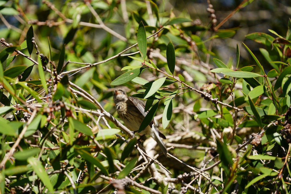 Brush Cuckoo (Australasian) - ML611819592