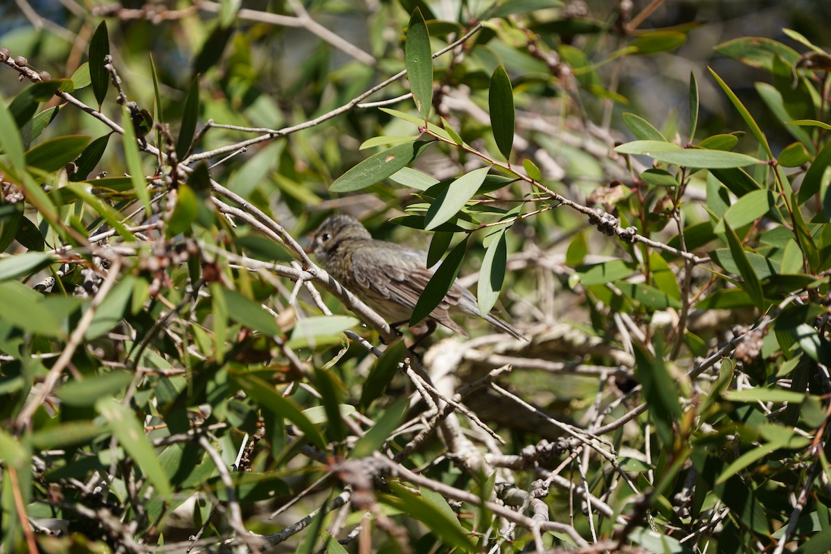 Brush Cuckoo (Australasian) - ML611819593
