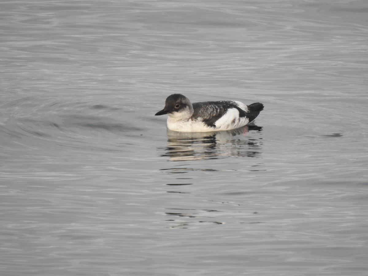 Pigeon Guillemot - ML611819597