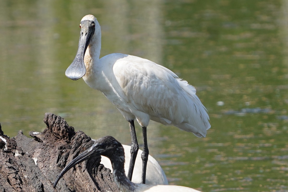 Royal Spoonbill - Richard Maarschall