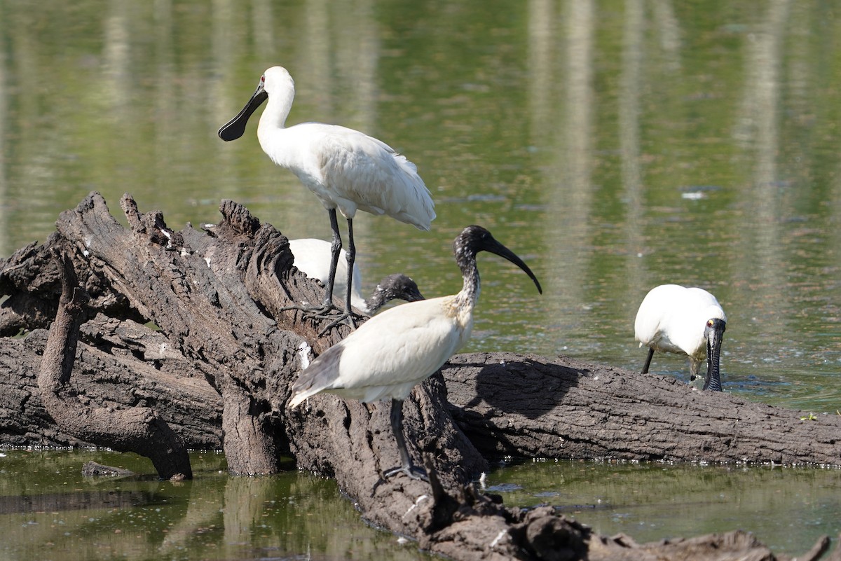 Royal Spoonbill - ML611819607