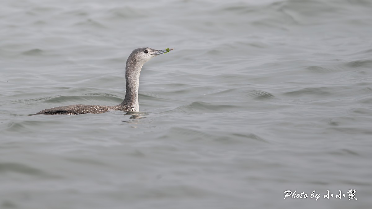 Red-throated Loon - ML611819726