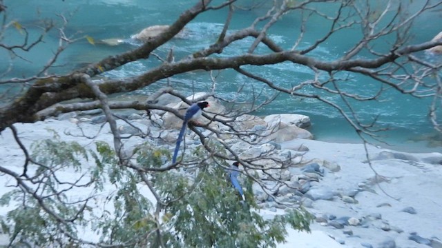 Red-billed Blue-Magpie - ML611819743