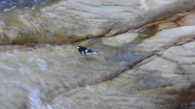 Little Forktail - ML611819809