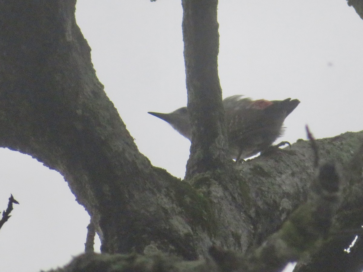 African Gray Woodpecker - ML611819838