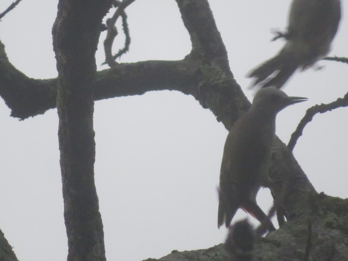 African Gray Woodpecker - ML611819844