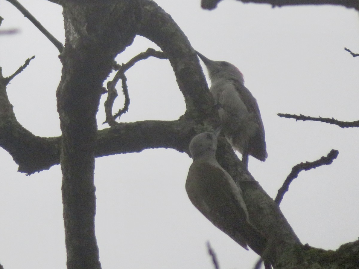 African Gray Woodpecker - ML611819848