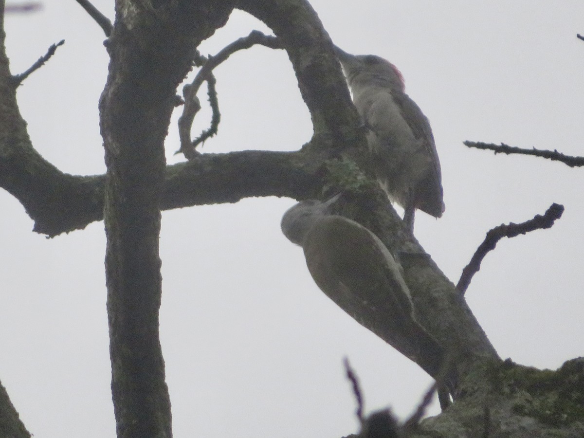 African Gray Woodpecker - ML611819849