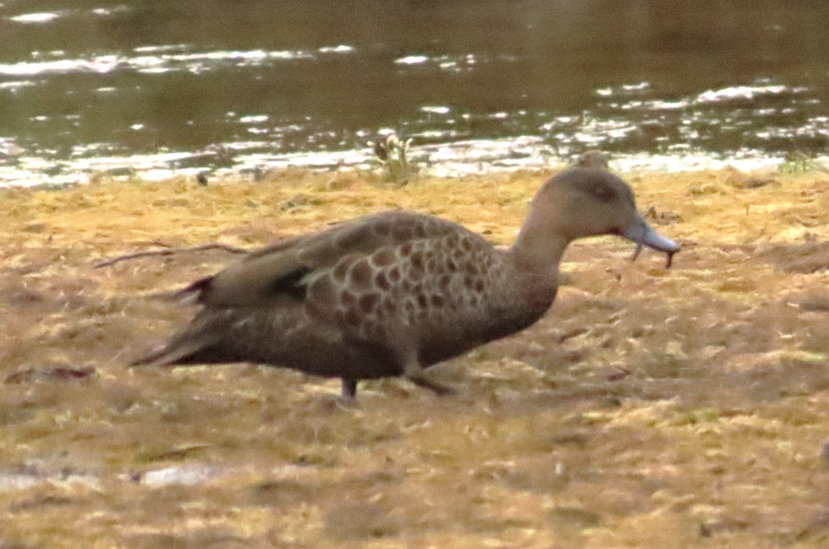 Chestnut Teal - ML611819909