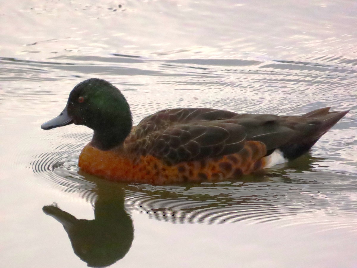 Chestnut Teal - ML611819910