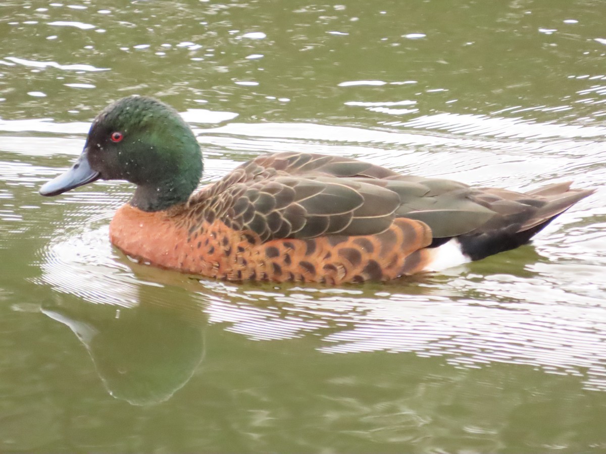Chestnut Teal - Anonymous