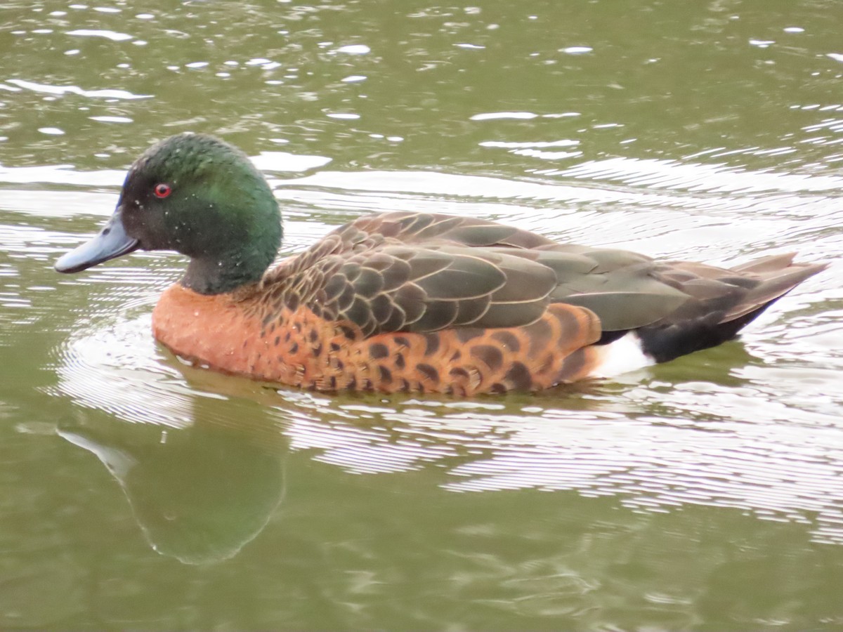 Chestnut Teal - ML611819912