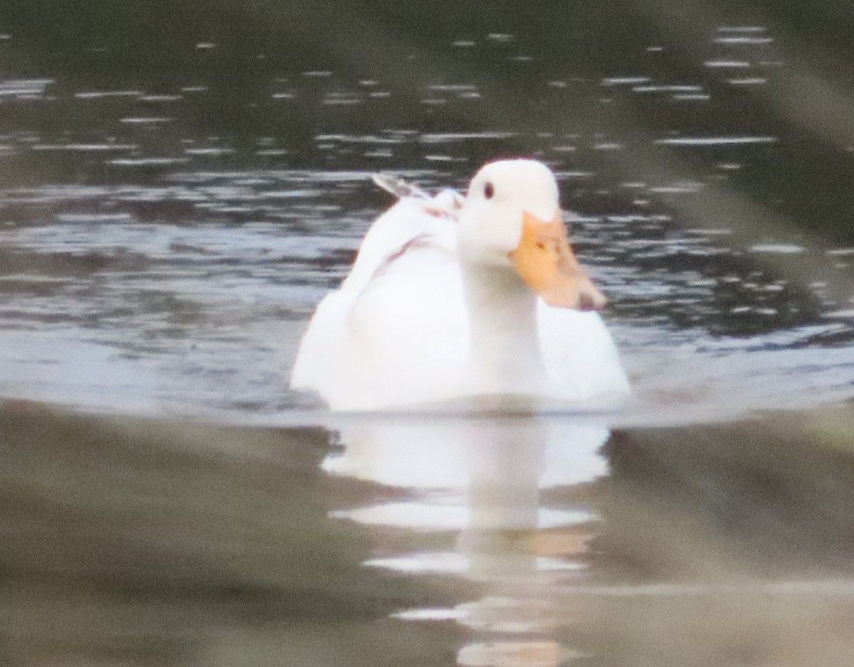 Mallard (Domestic type) - Tammy Elizabeth