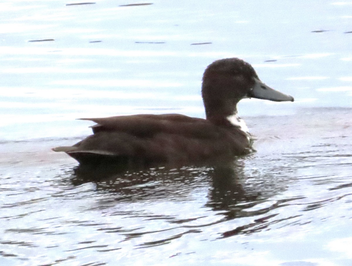 Canard colvert (forme domestique) - ML611819924