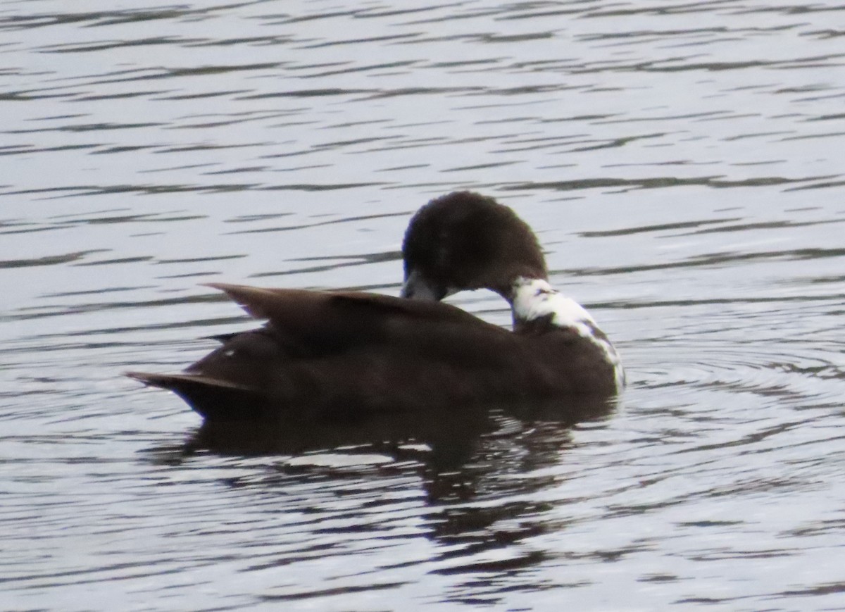 Mallard (Domestic type) - Tammy Elizabeth