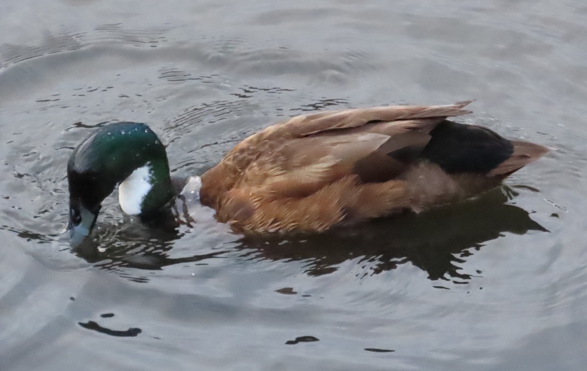 Mallard (Domestic type) - Tammy Elizabeth