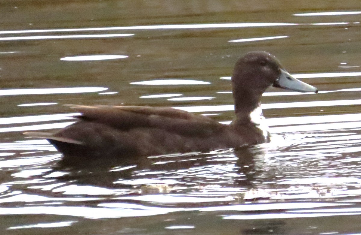 Mallard (Domestic type) - Tammy Elizabeth