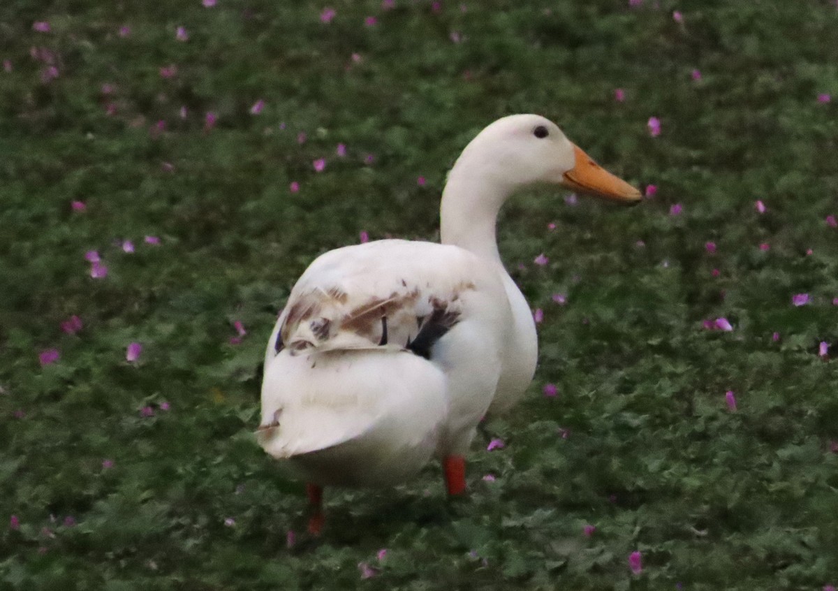 Mallard (Domestic type) - Tammy Elizabeth