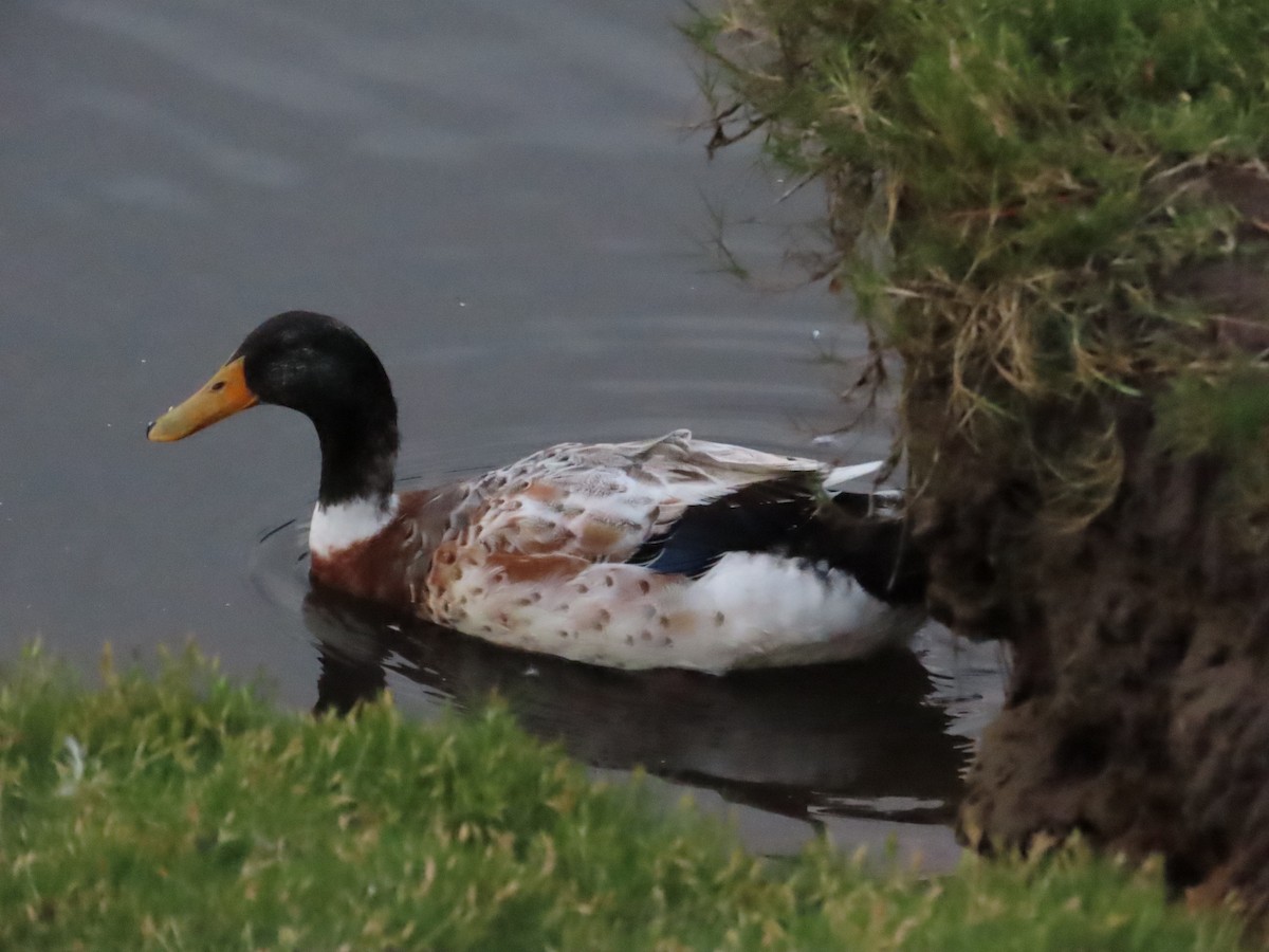 Canard colvert (forme domestique) - ML611819929