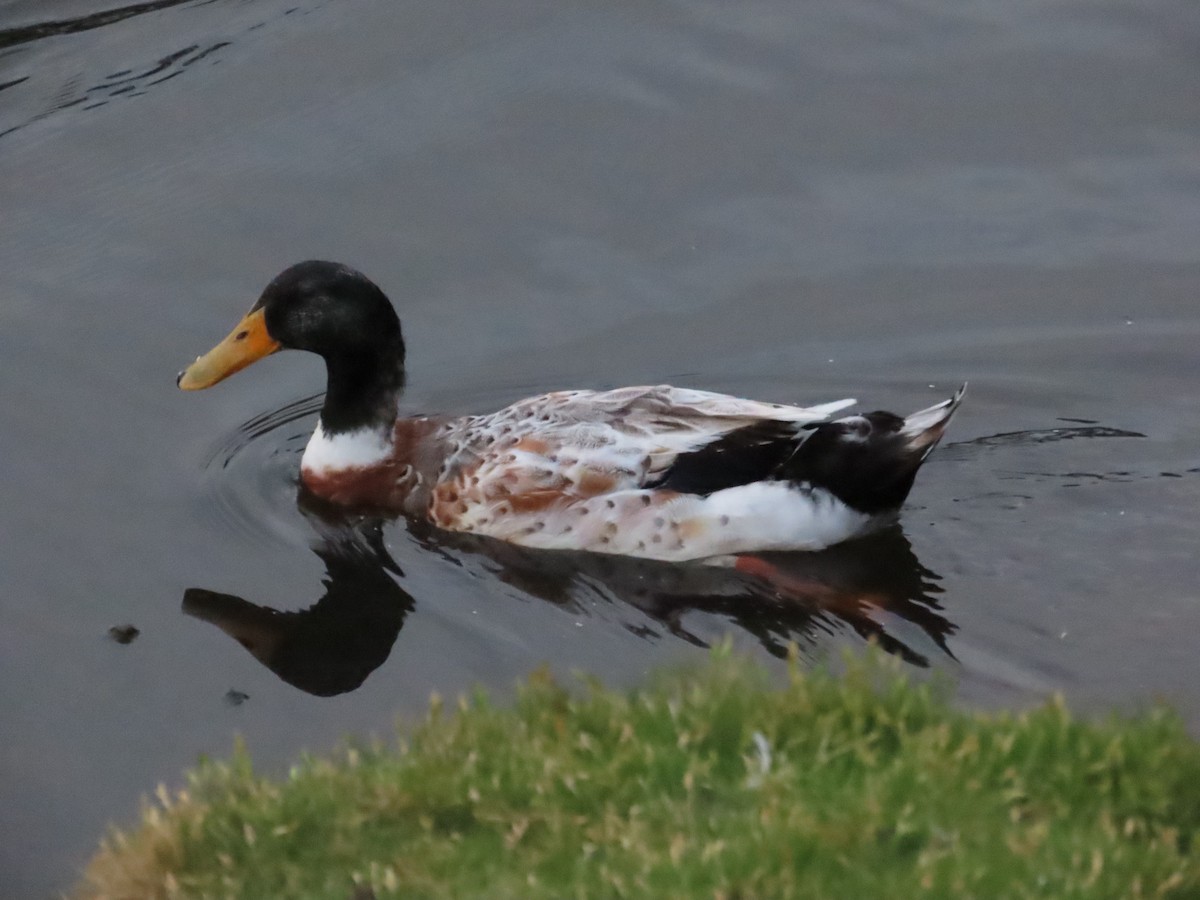 Mallard (Domestic type) - Anonymous