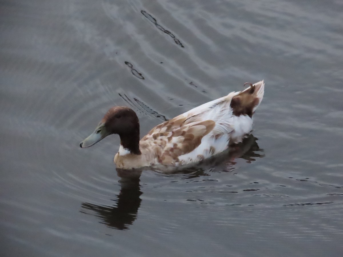 Mallard (Domestic type) - Tammy Elizabeth