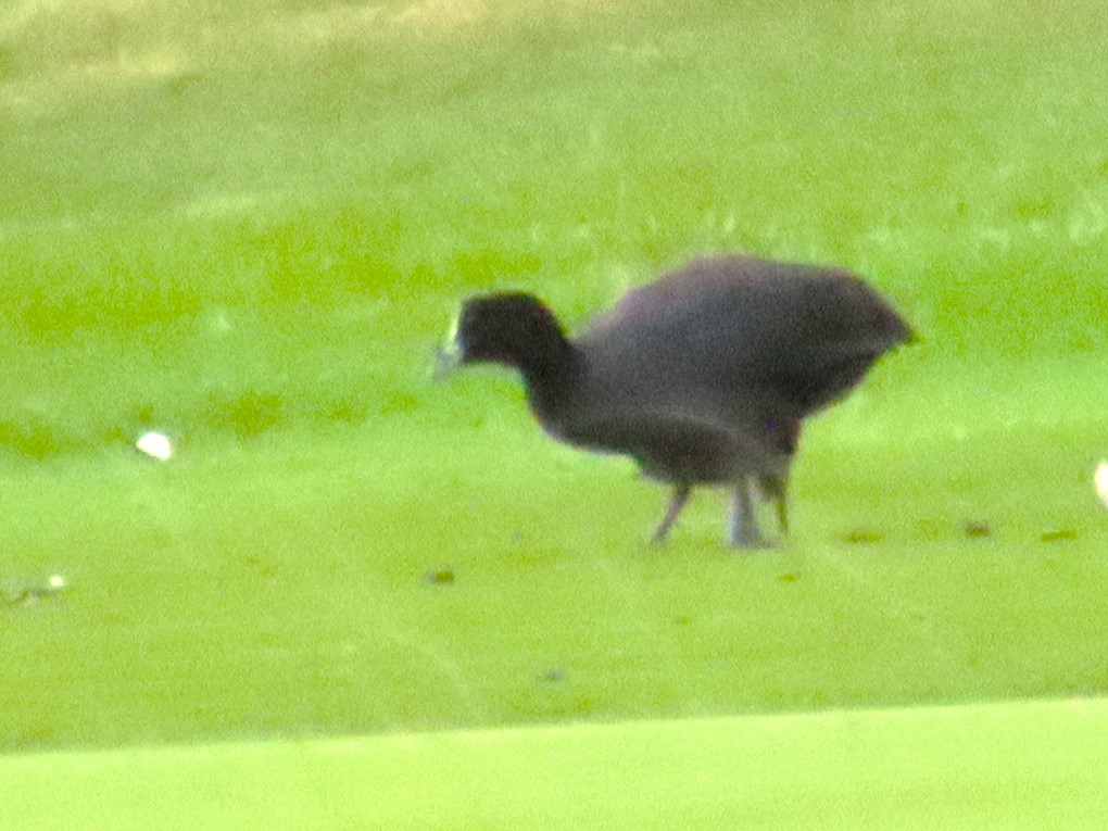 Eurasian Coot - Anonymous