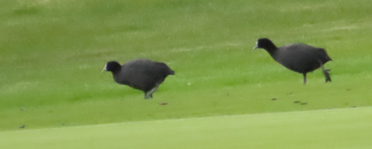 Eurasian Coot - ML611819942