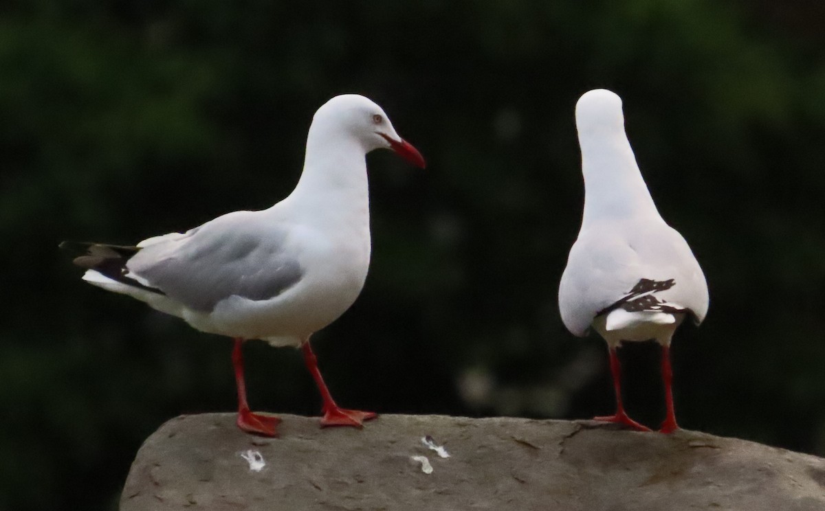 Silver Gull - Anonymous