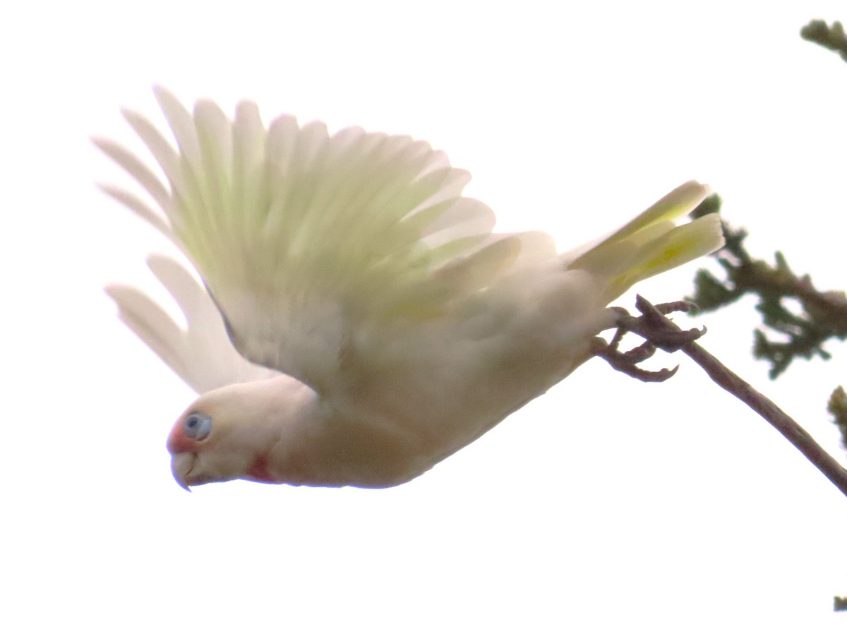 Long-billed Corella - ML611820050