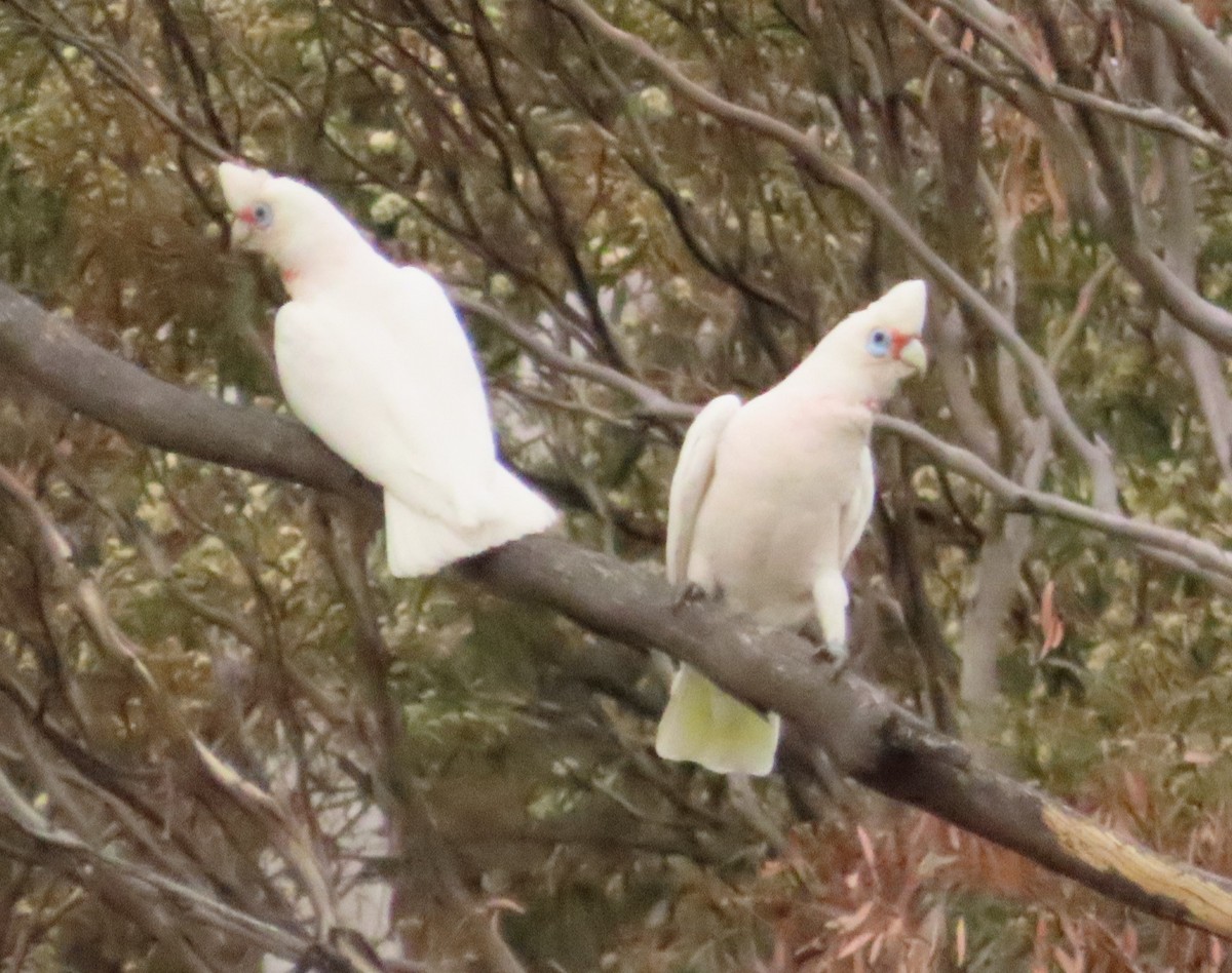 Long-billed Corella - ML611820051